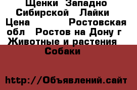Щенки  Западно Сибирской   Лайки › Цена ­ 3 300 - Ростовская обл., Ростов-на-Дону г. Животные и растения » Собаки   